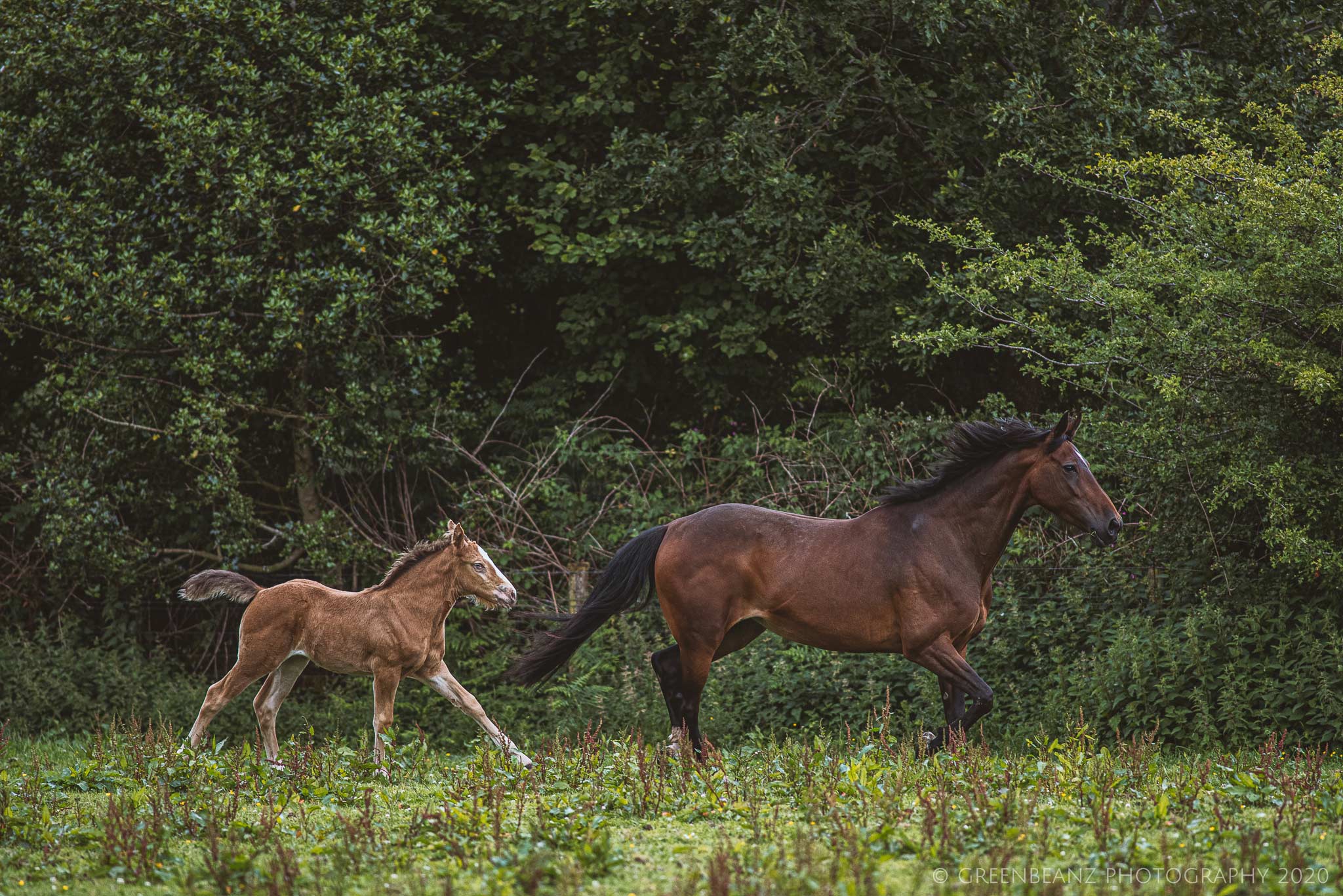 Mare and Foal May 2020
